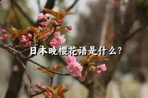 日本晚樱花语是什么？