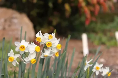 中国水仙花