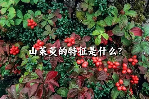 山茱萸的特征是什么？