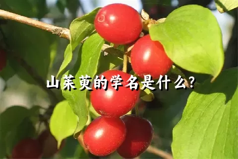 山茱萸的学名是什么？