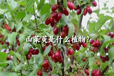 山茱萸是什么植物？