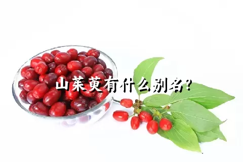 山茱萸有什么别名？