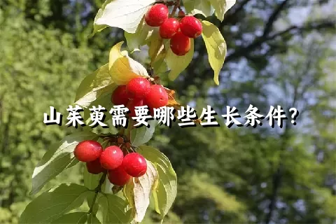 山茱萸需要哪些生长条件？