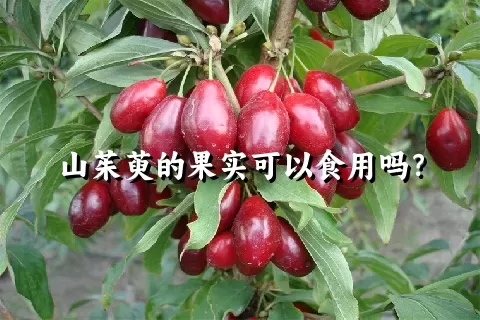 山茱萸的果实可以食用吗？