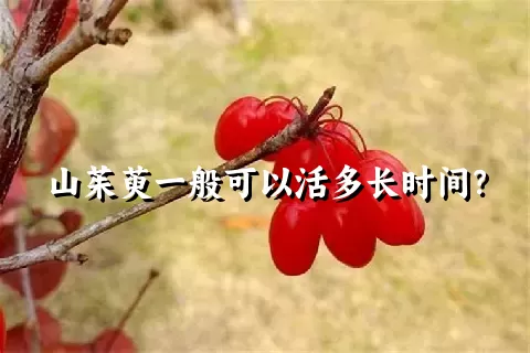 山茱萸一般可以活多长时间？