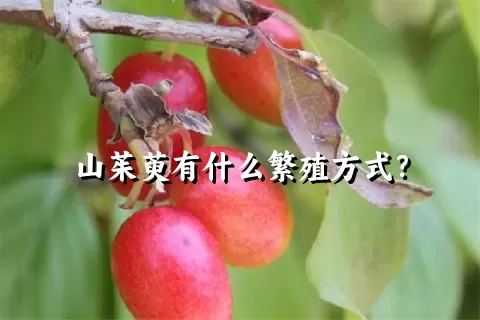 山茱萸有什么繁殖方式？