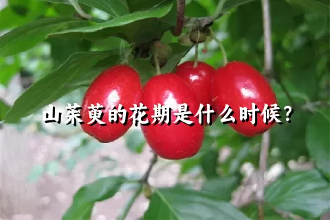 山茱萸的花期是什么时候？