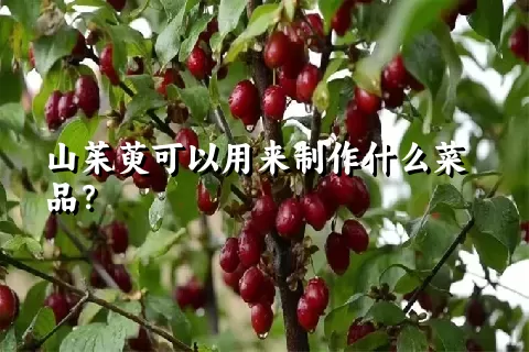 山茱萸可以用来制作什么菜品？