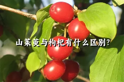 山茱萸与枸杞有什么区别？