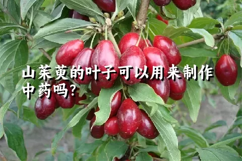 山茱萸的叶子可以用来制作中药吗？