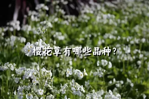 樱花草有哪些品种？