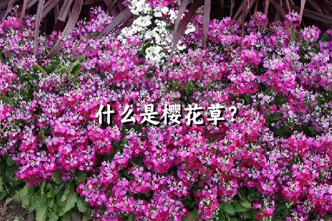 什么是樱花草？