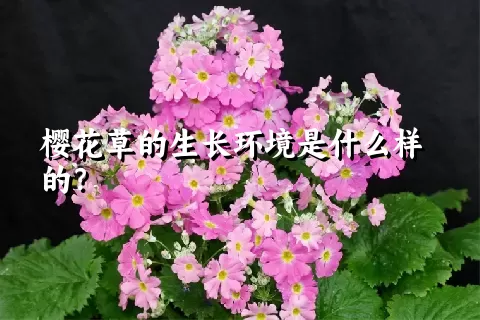 樱花草的生长环境是什么样的？