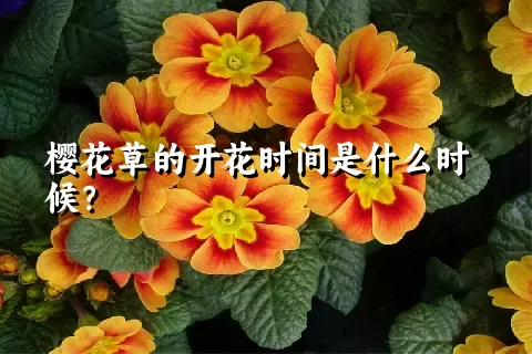 樱花草的开花时间是什么时候？