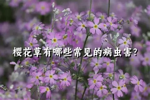 樱花草有哪些常见的病虫害？