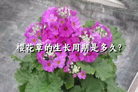 樱花草的生长周期是多久？