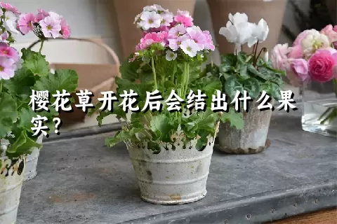 樱花草开花后会结出什么果实？