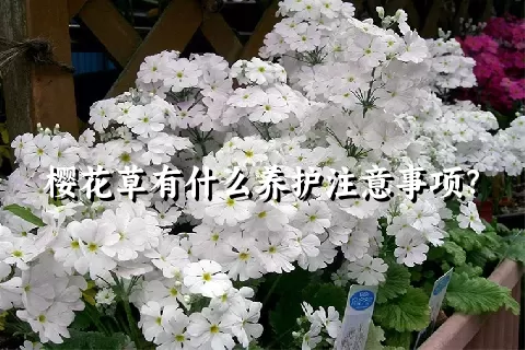 樱花草有什么养护注意事项？