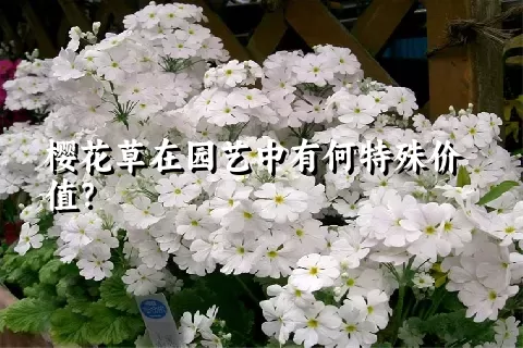 樱花草在园艺中有何特殊价值？