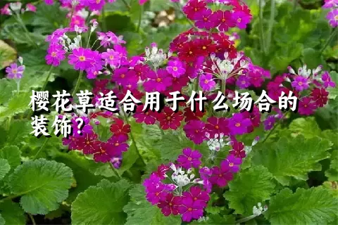 樱花草适合用于什么场合的装饰？