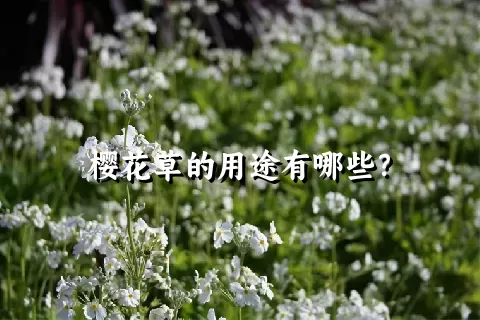 樱花草的用途有哪些？