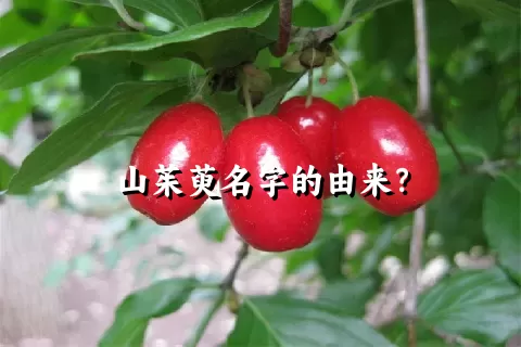 山茱萸名字的由来？