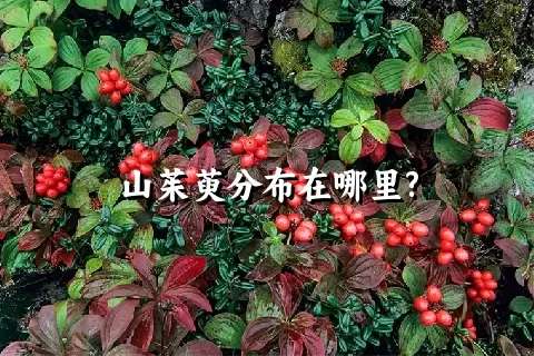 山茱萸分布在哪里?