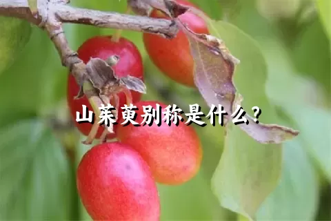 山茱萸别称是什么？