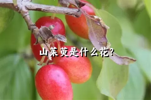 山茱萸是什么花？