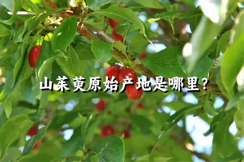 山茱萸原始产地是哪里？