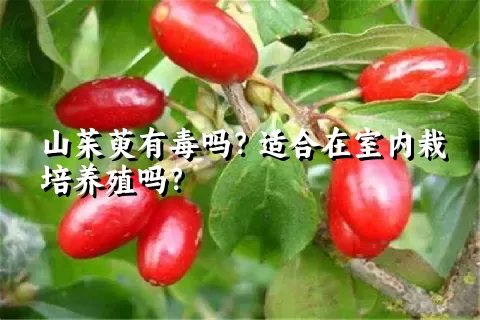 山茱萸有毒吗？适合在室内栽培养殖吗？