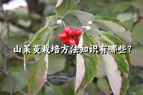 山茱萸栽培方法知识有哪些？