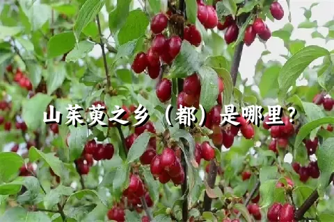 山茱萸之乡（都）是哪里？