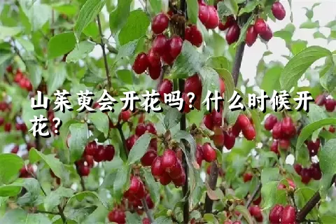 山茱萸会开花吗？什么时候开花？