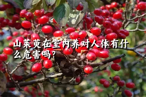 山茱萸在室内养对人体有什么危害吗？