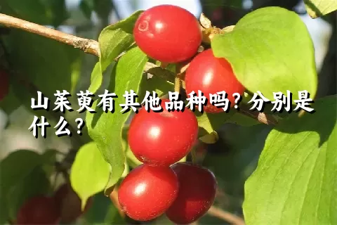 山茱萸有其他品种吗？分别是什么？