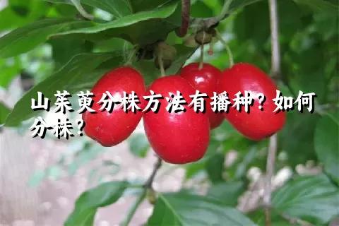 山茱萸分株方法有播种？如何分株？