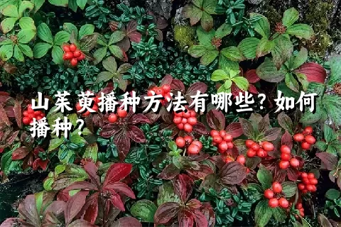 山茱萸播种方法有哪些？如何播种？