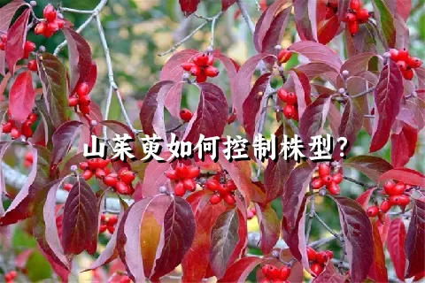 山茱萸如何控制株型？