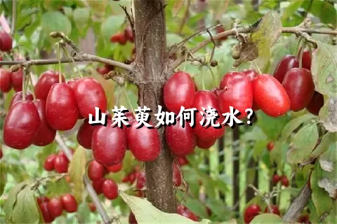 山茱萸如何浇水？