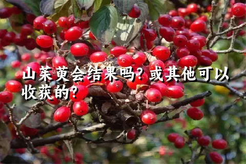 山茱萸会结果吗？或其他可以收获的？