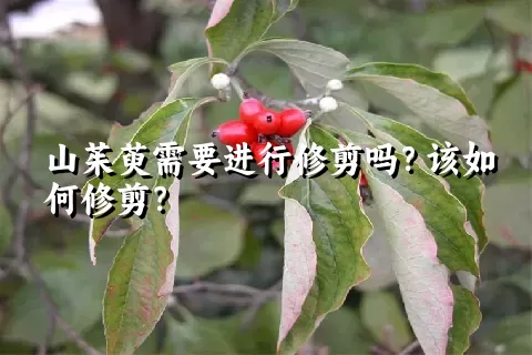 山茱萸需要进行修剪吗？该如何修剪？