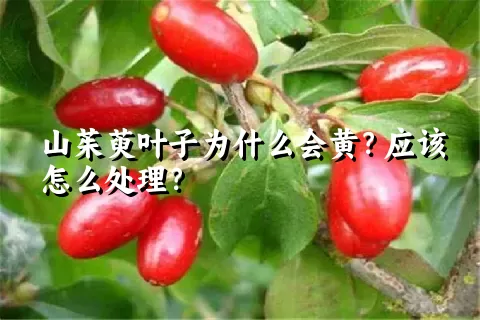 山茱萸叶子为什么会黄？应该怎么处理？