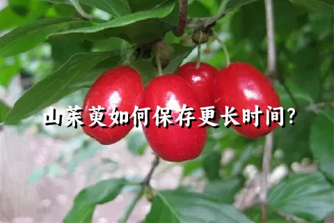 山茱萸如何保存更长时间？