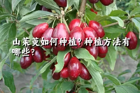 山茱萸如何种植？种植方法有哪些？