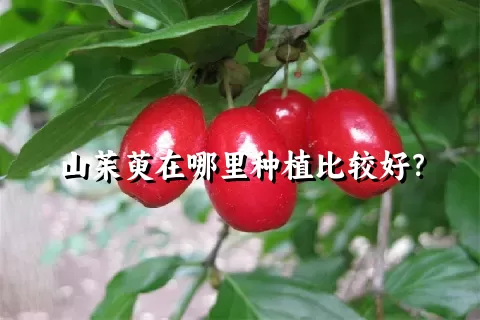 山茱萸在哪里种植比较好？