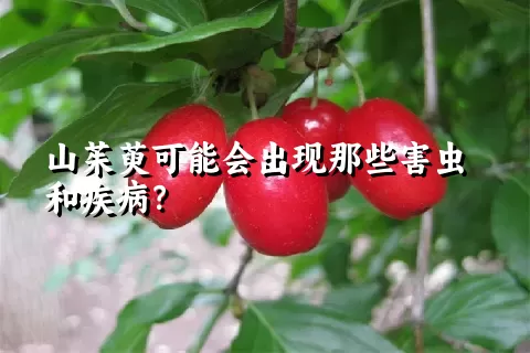 山茱萸可能会出现那些害虫和疾病？