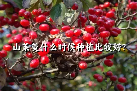 山茱萸什么时候种植比较好？