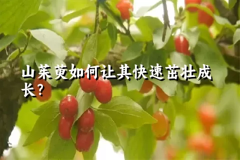 山茱萸如何让其快速茁壮成长？