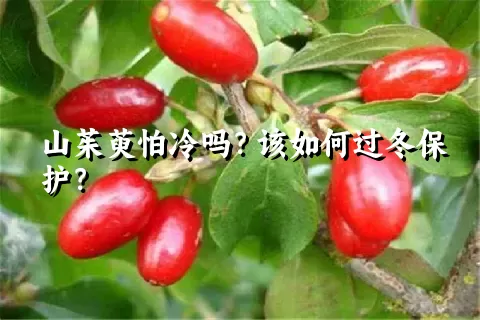 山茱萸怕冷吗？该如何过冬保护？